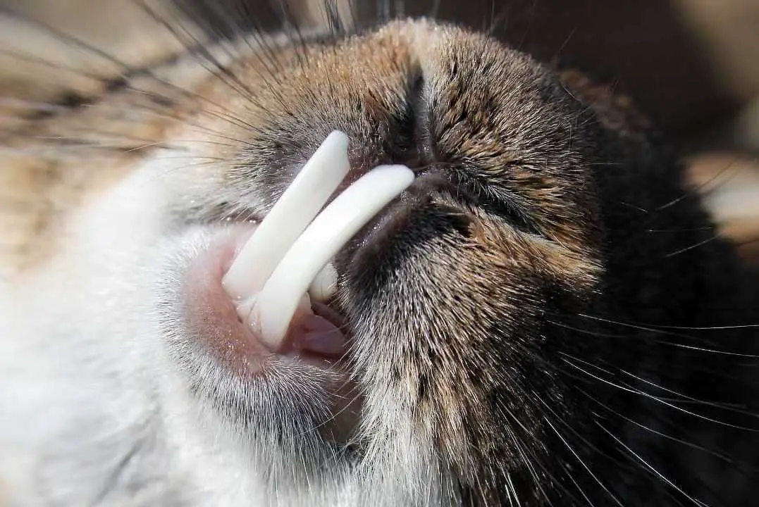 bunny grinding teeth