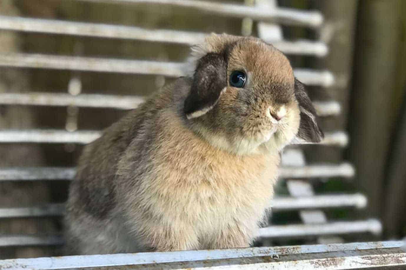 bunny life cycle