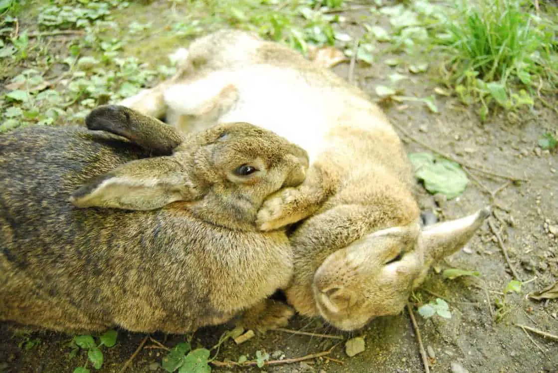 bunny not drinking water