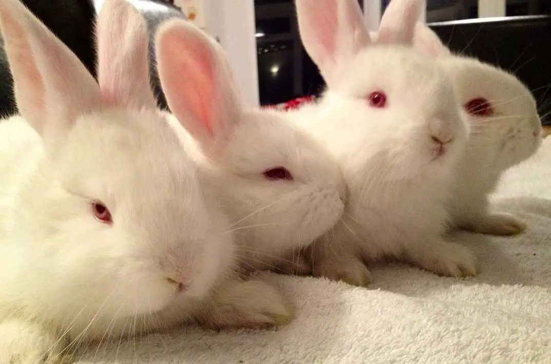 bunny with red eyes