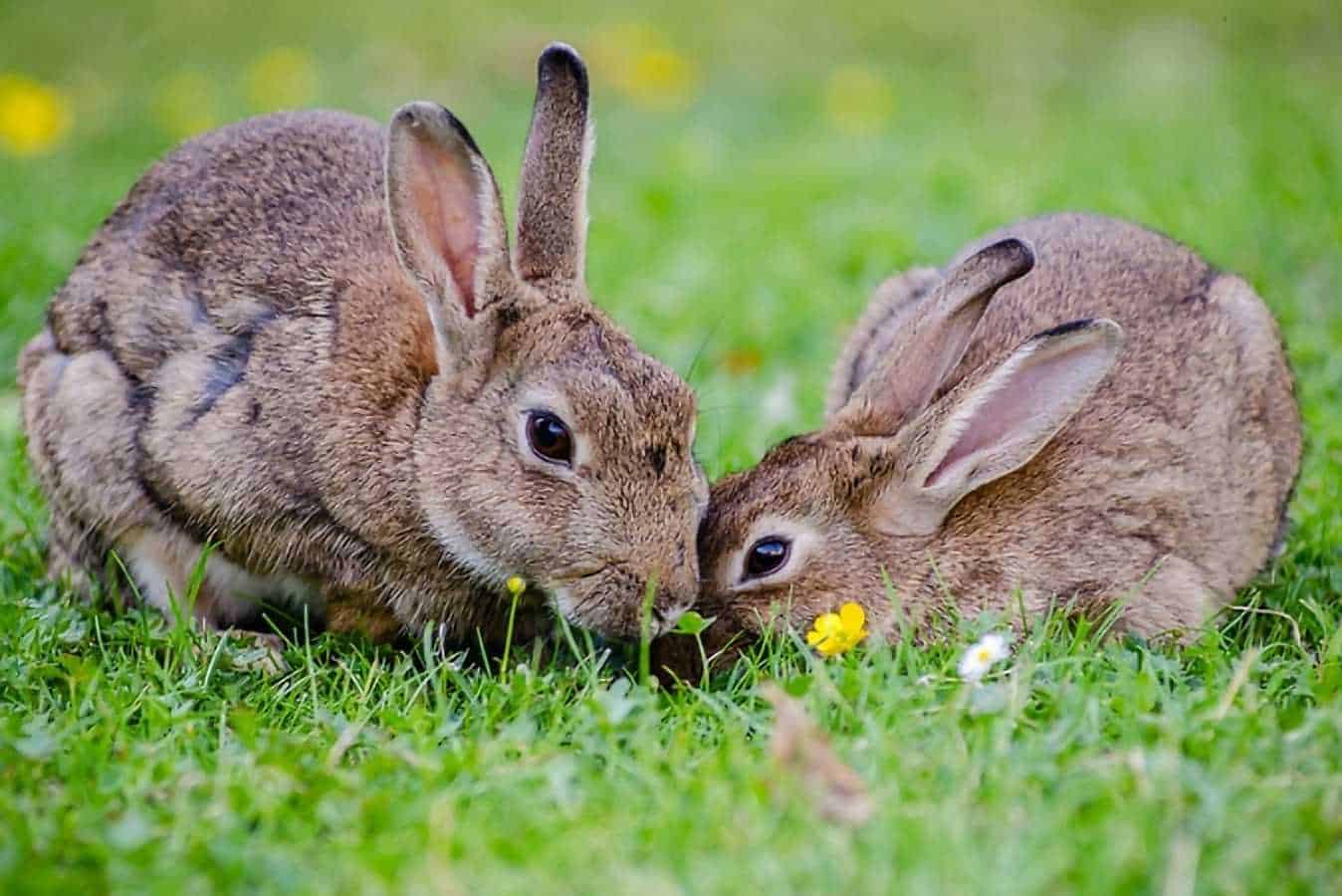 can bunnies eat basil