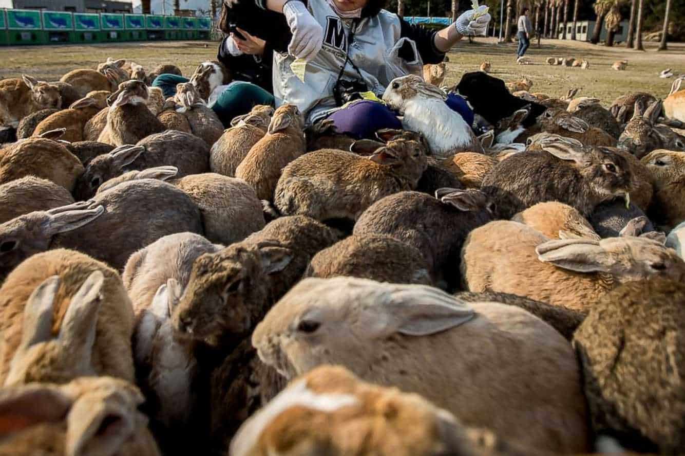 can bunnies eat cantaloupe