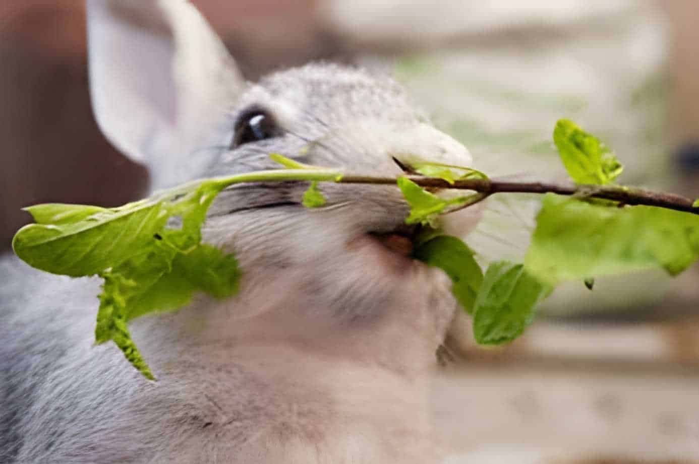 can bunnies eat thyme