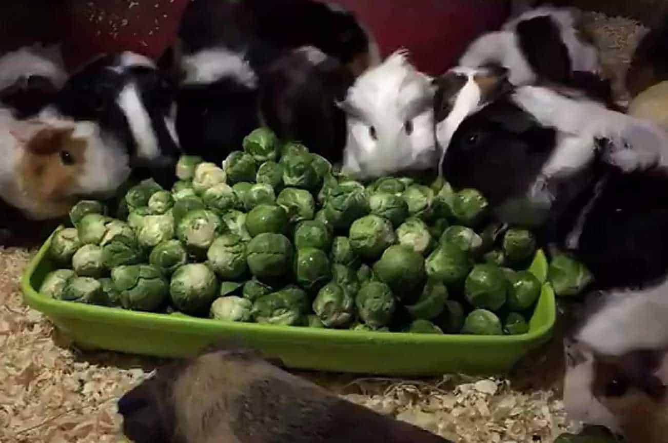 can bunnies have brussel sprouts