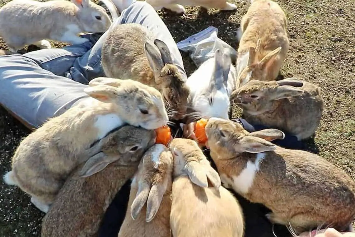 can bunnies have cantaloupe