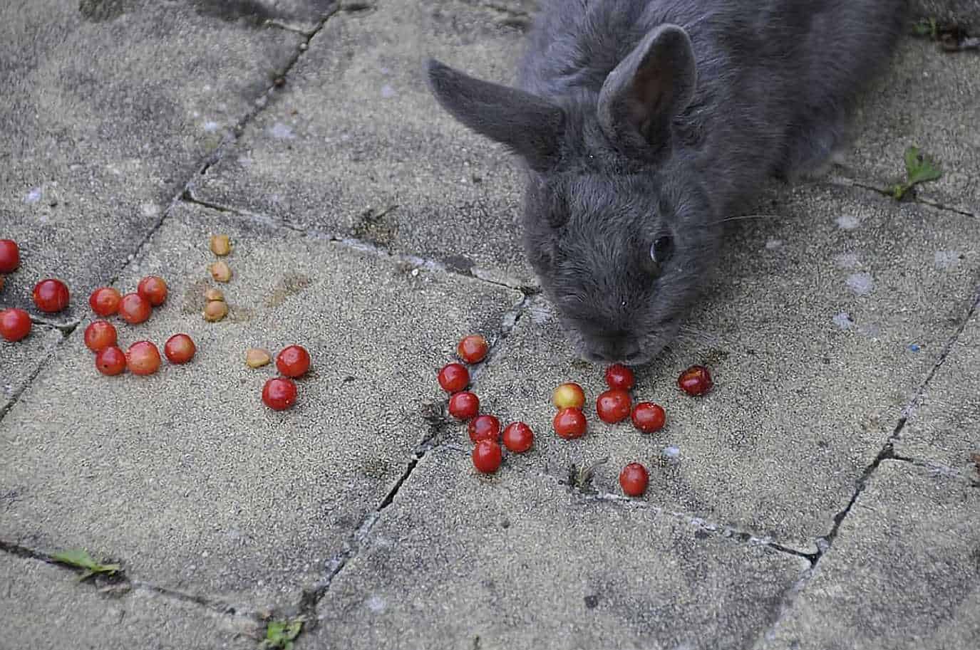 can bunnies have cherries