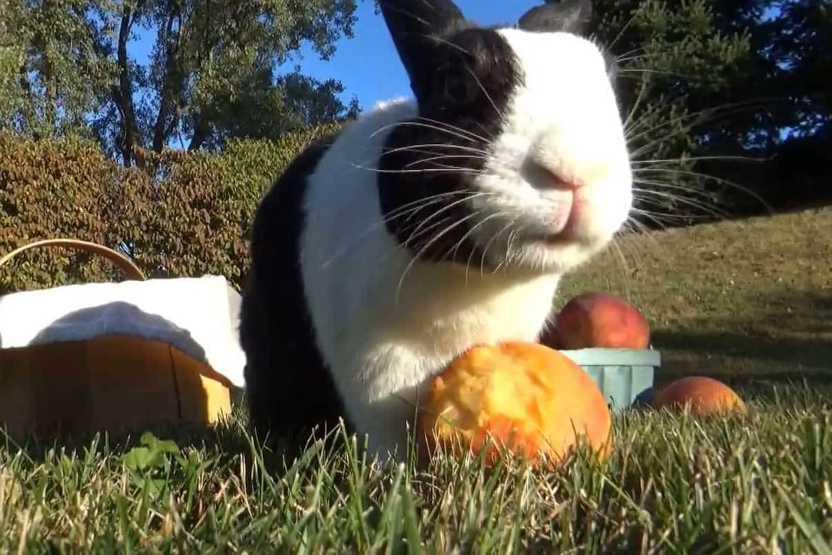 can bunnies have peaches