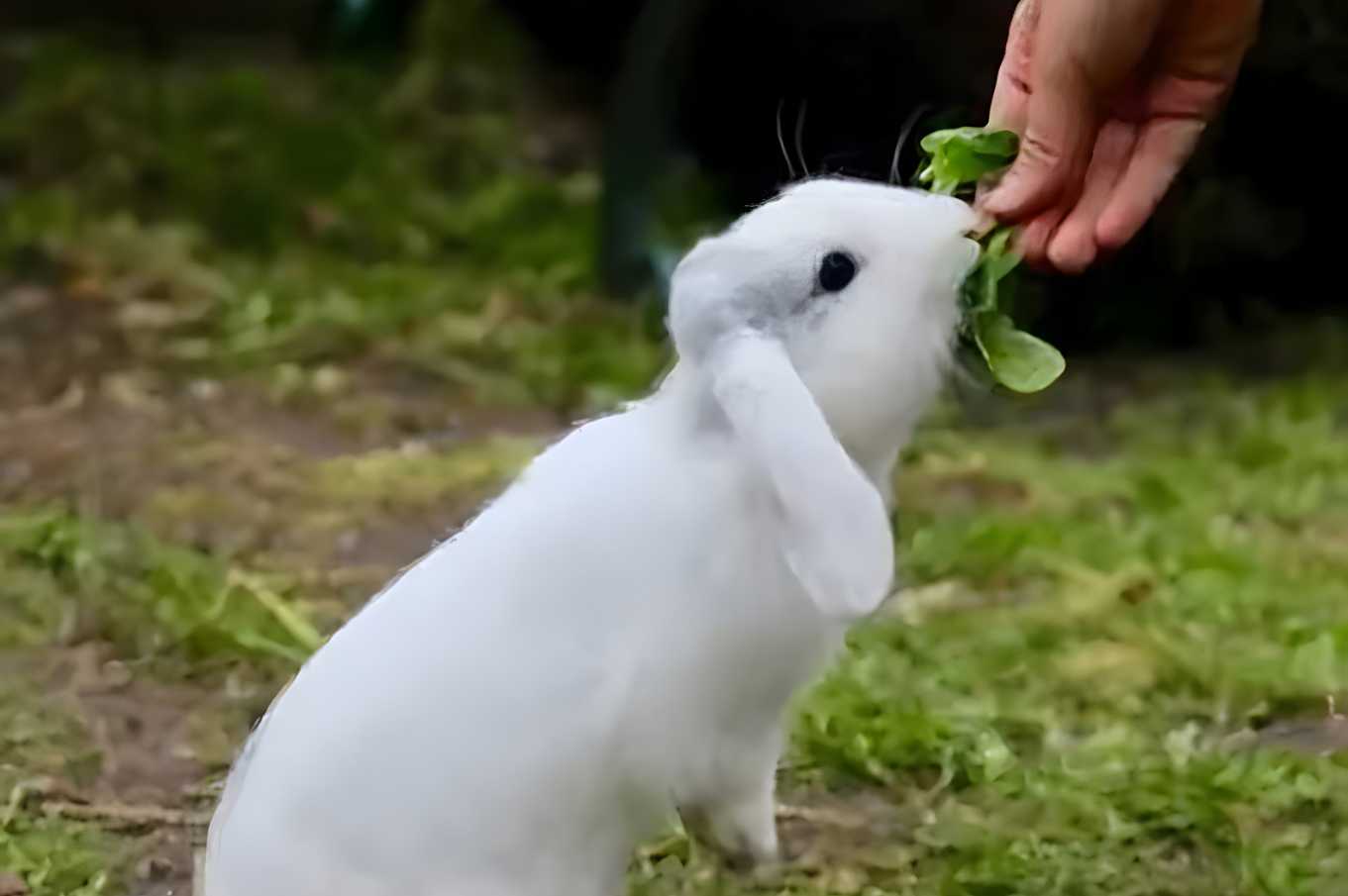 can rabbits eat lemon balm