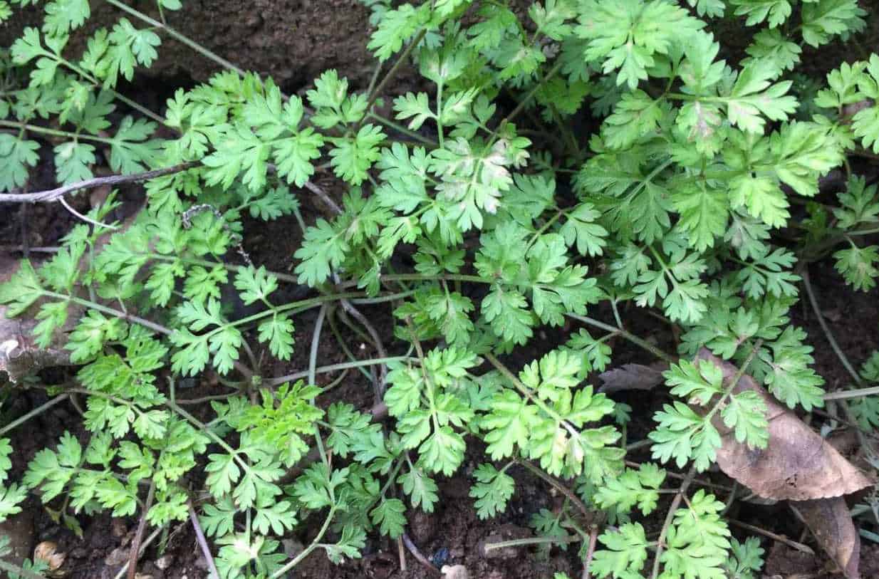 can rabbits eat parsley