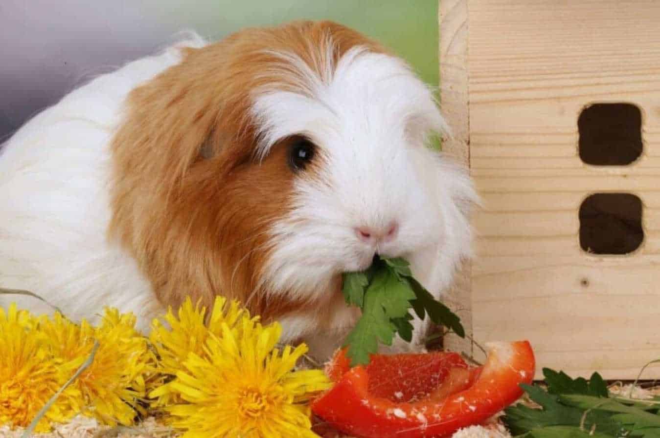 can rabbits have basil