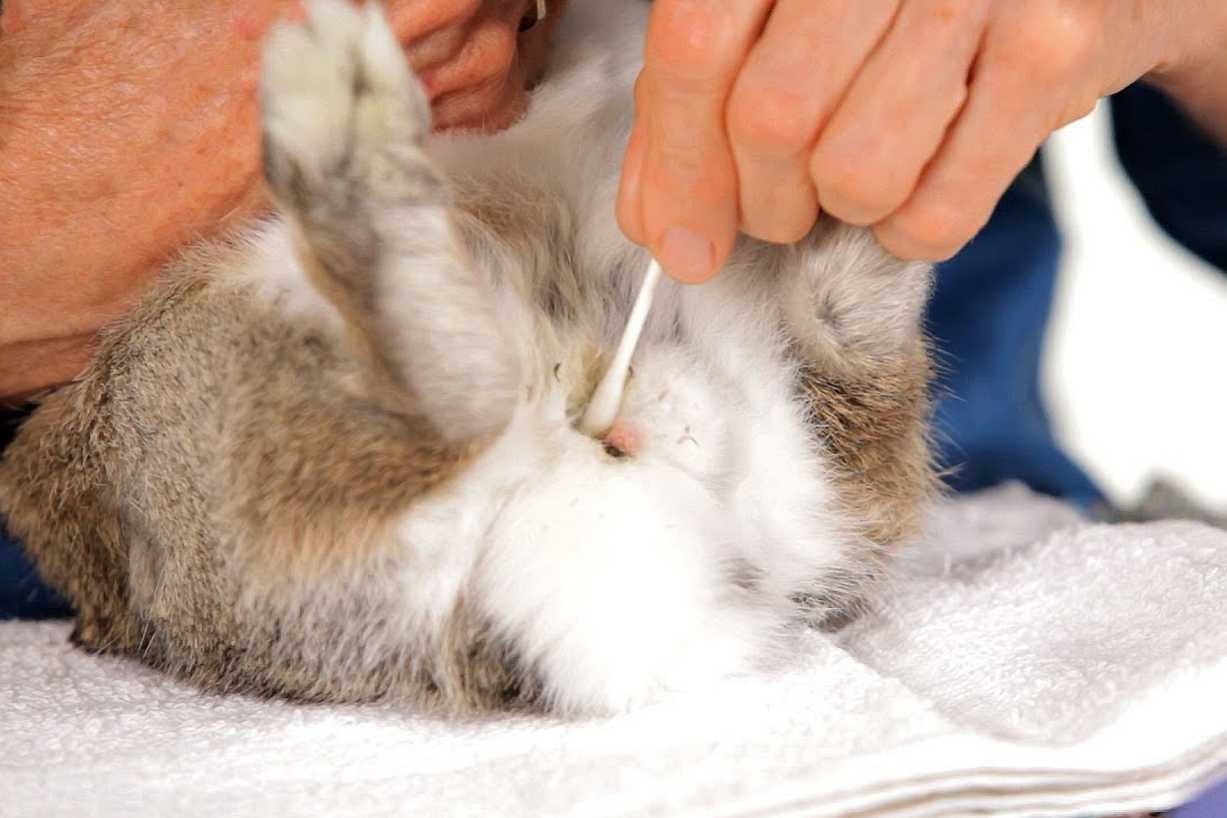 can you wash a bunny