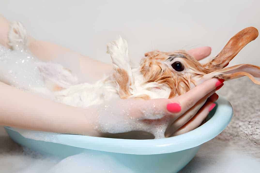 can you wash bunnies