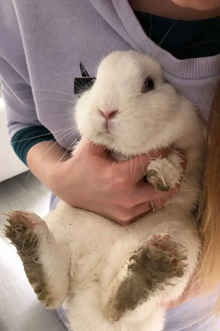 cleaning rabbit feet