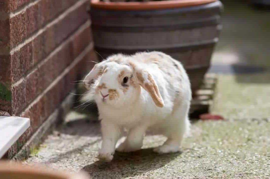 depressed rabbit