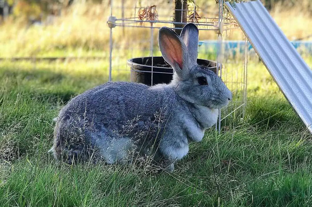 dewlap in rabbits