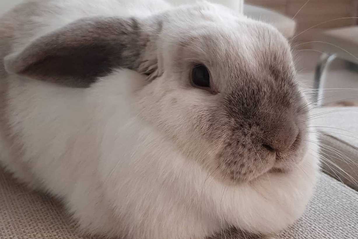 dewlap rabbit