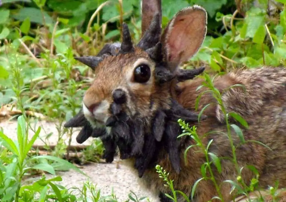 do female rabbits bleed