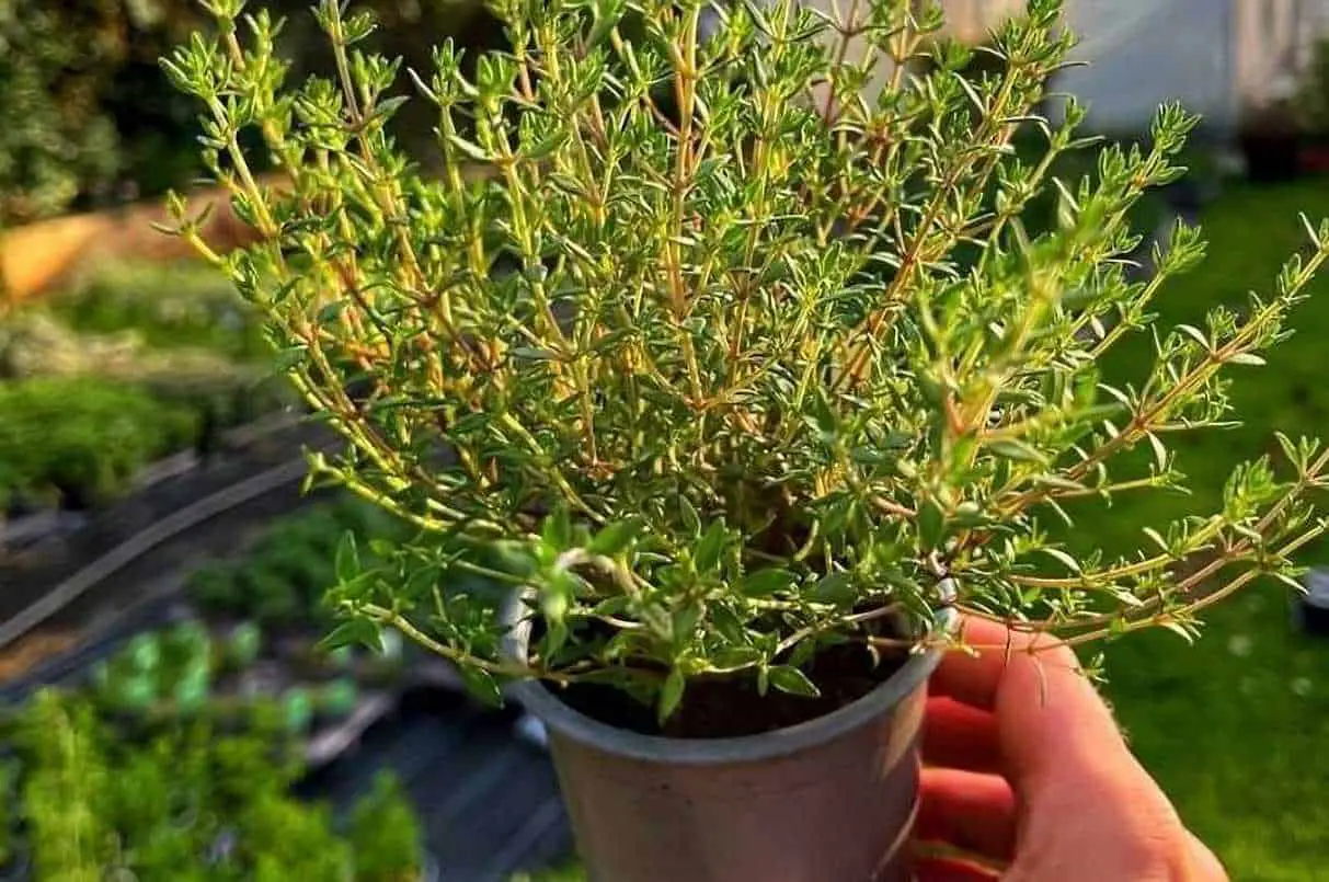 do rabbits eat thyme