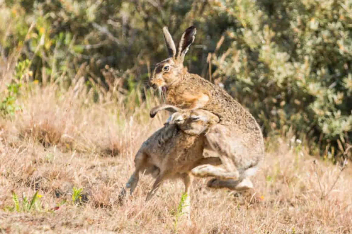 do rabbits fight