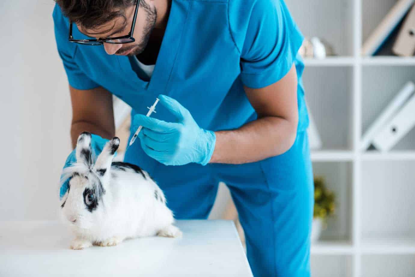 do rabbits need shots