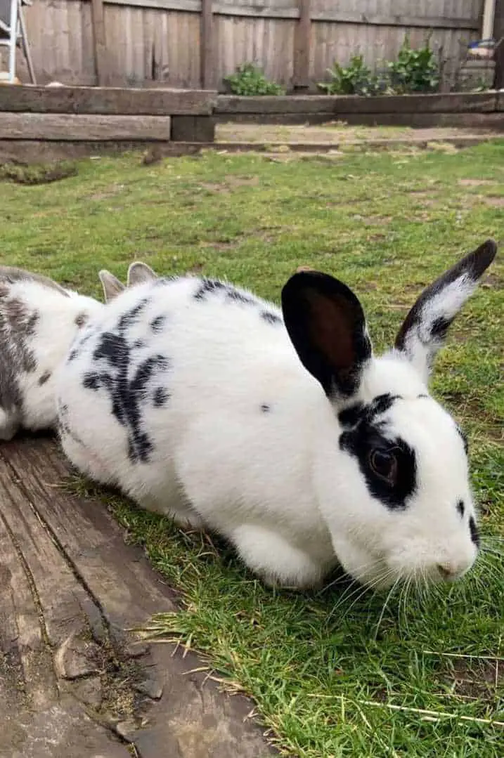 english spot rabbit size