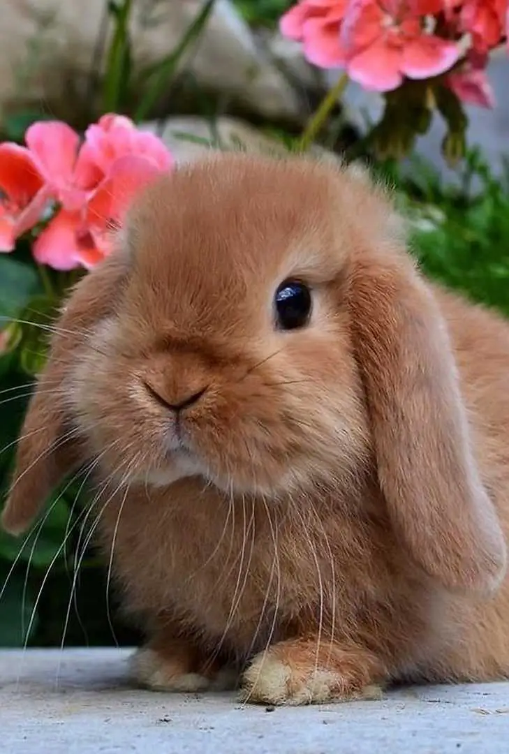 fuzzy lop bunny