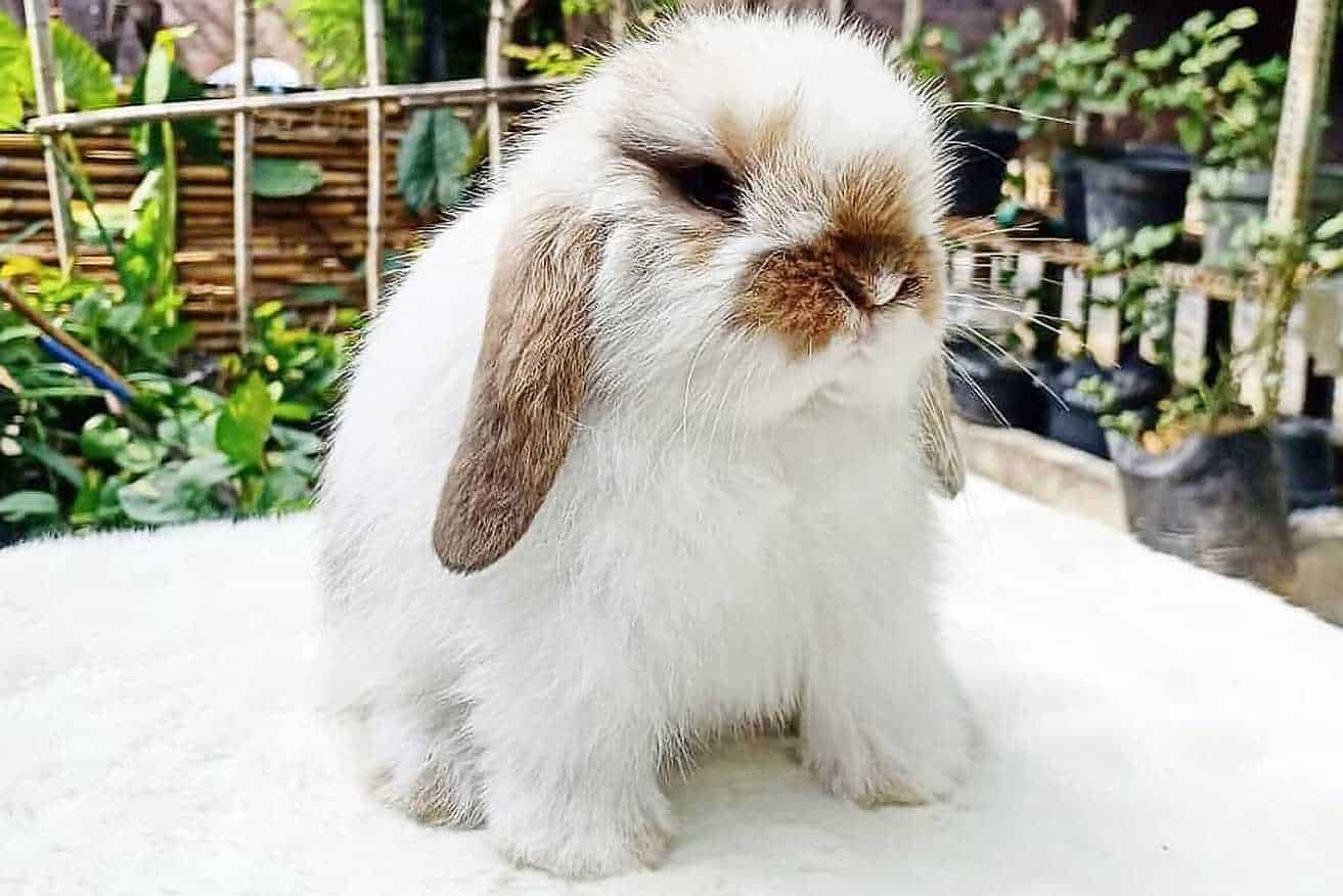 fuzzy lop