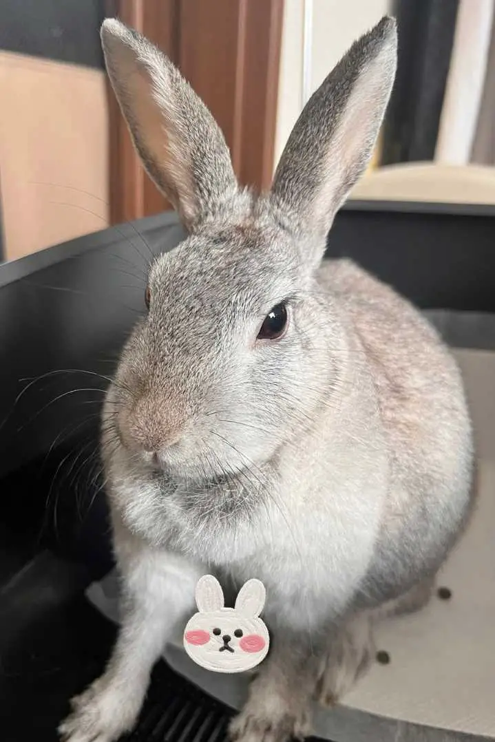 gray and white bunny