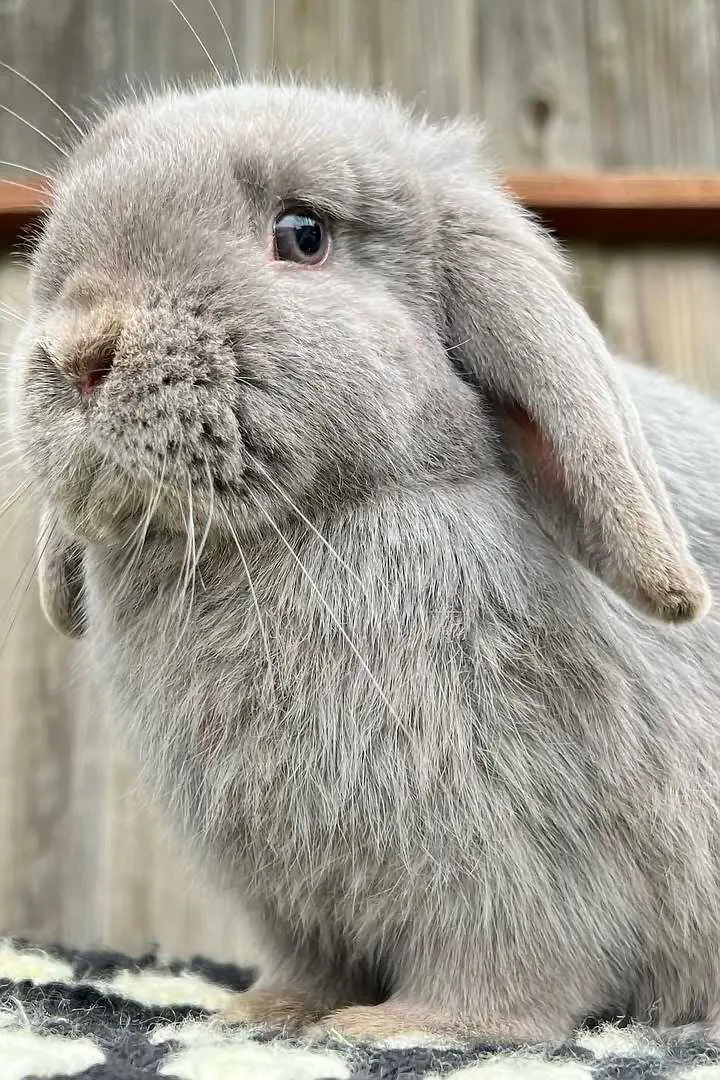 grey and white bunny