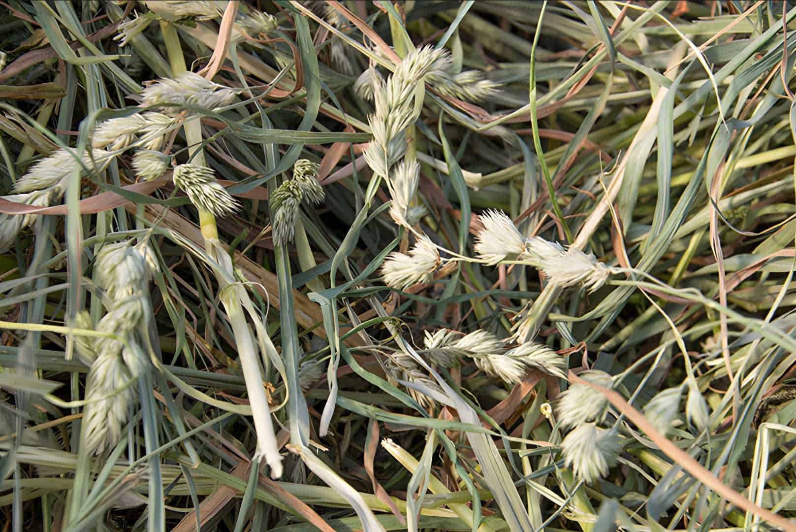 hay for rabbits