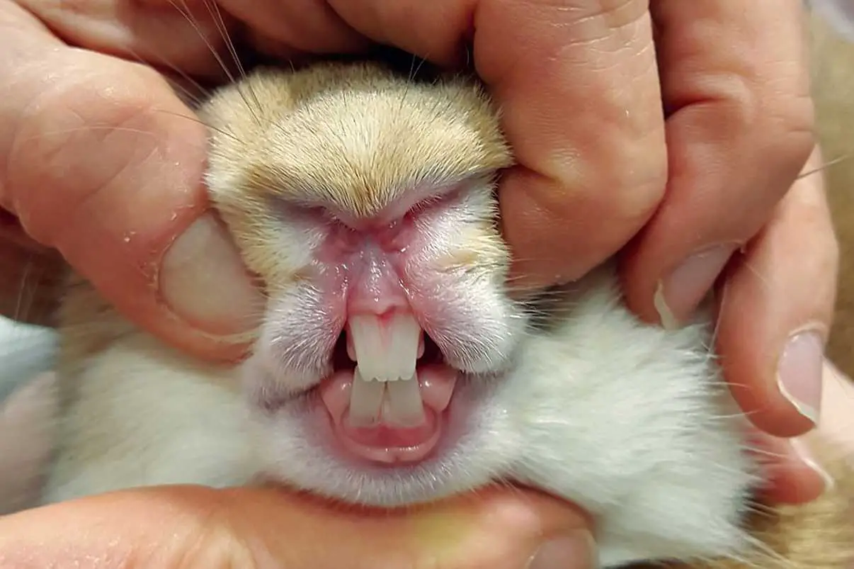 healthy rabbit teeth