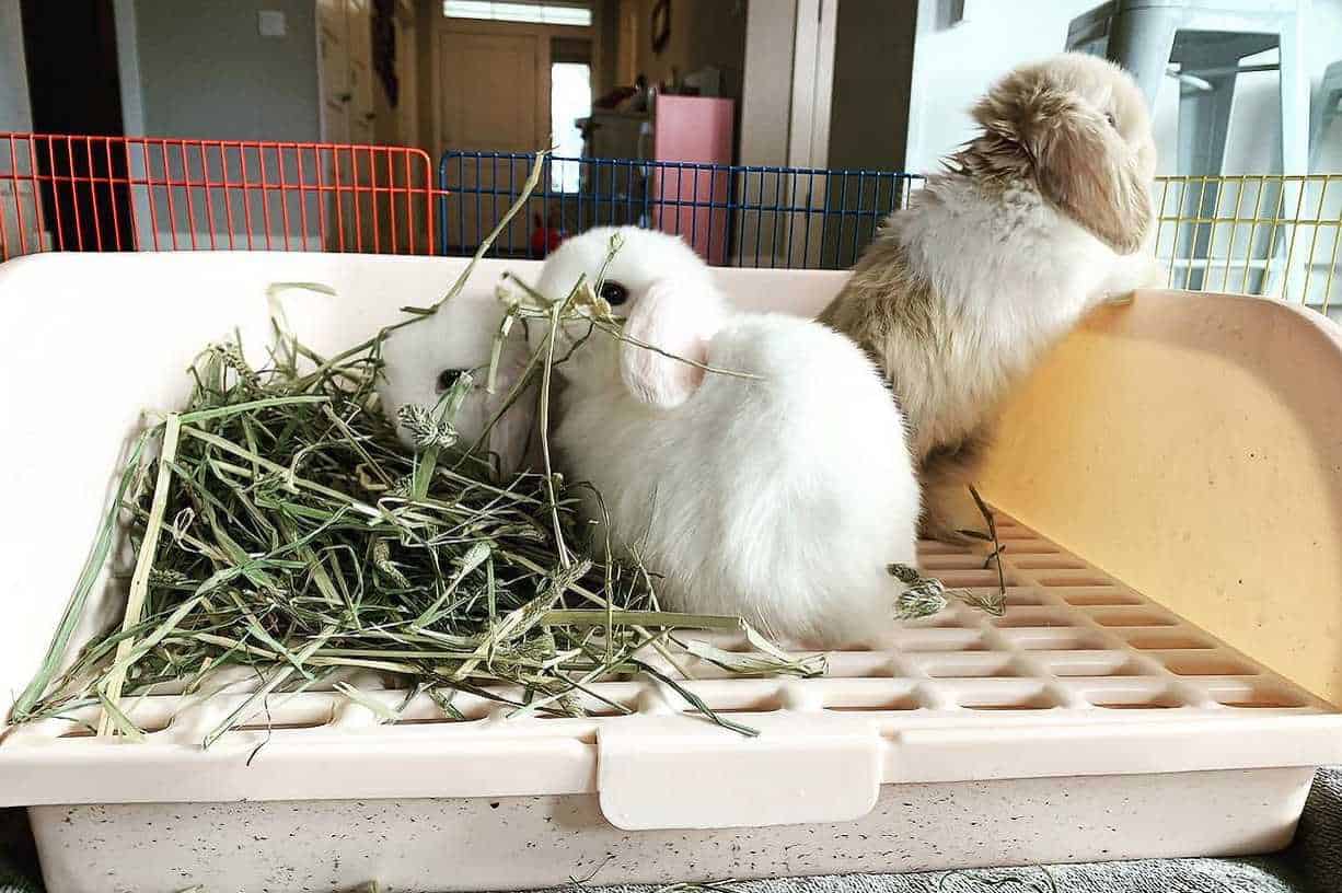 holland lop bunnies