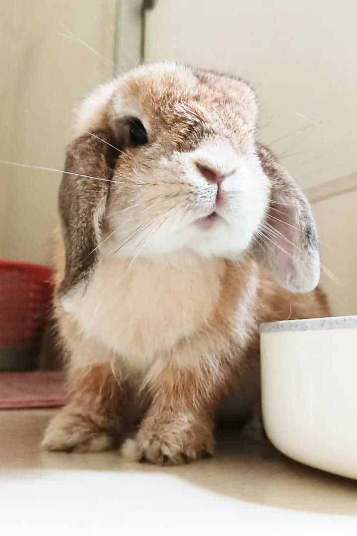 holland lop bunny