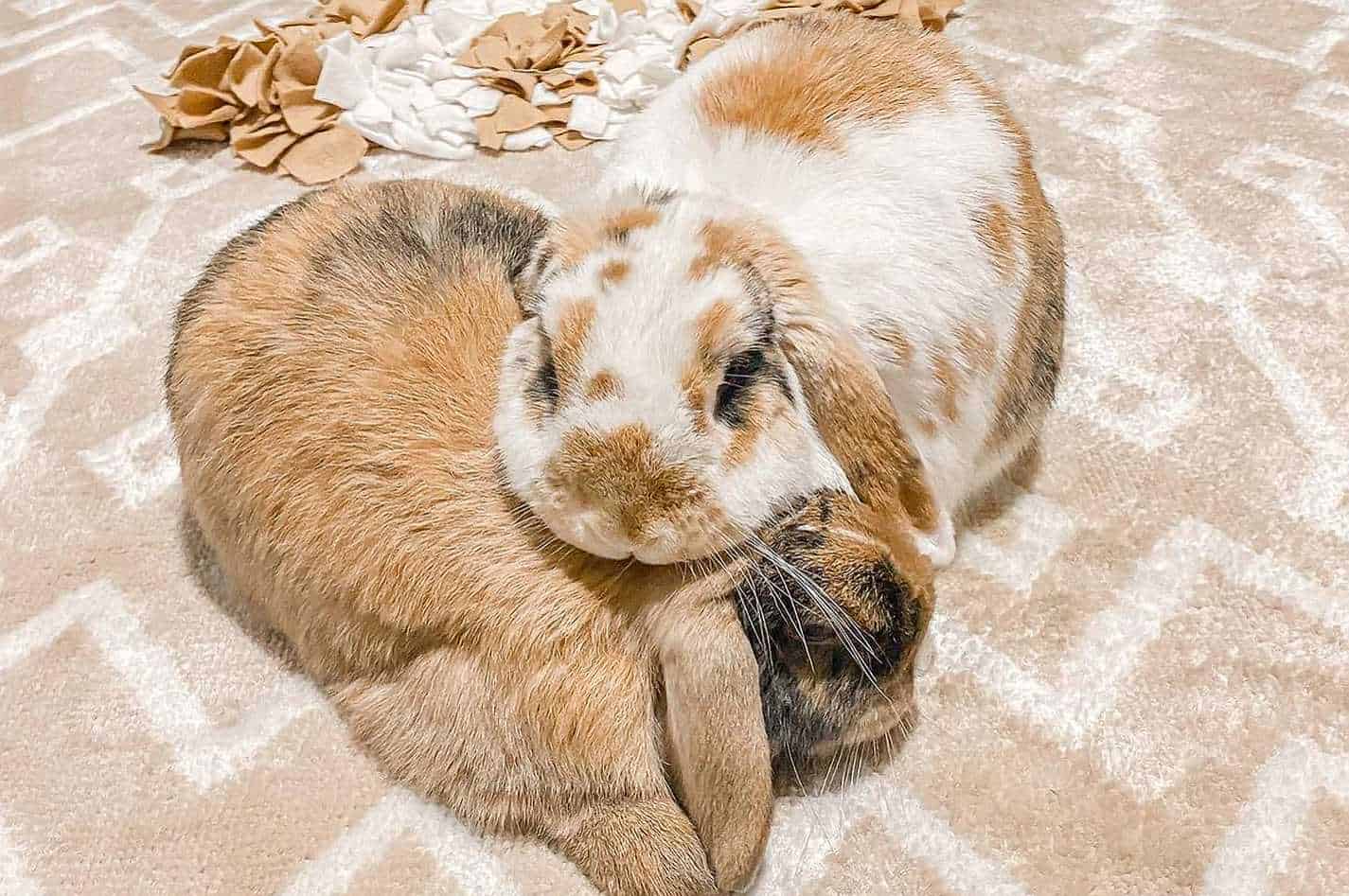 holland lop rabbit