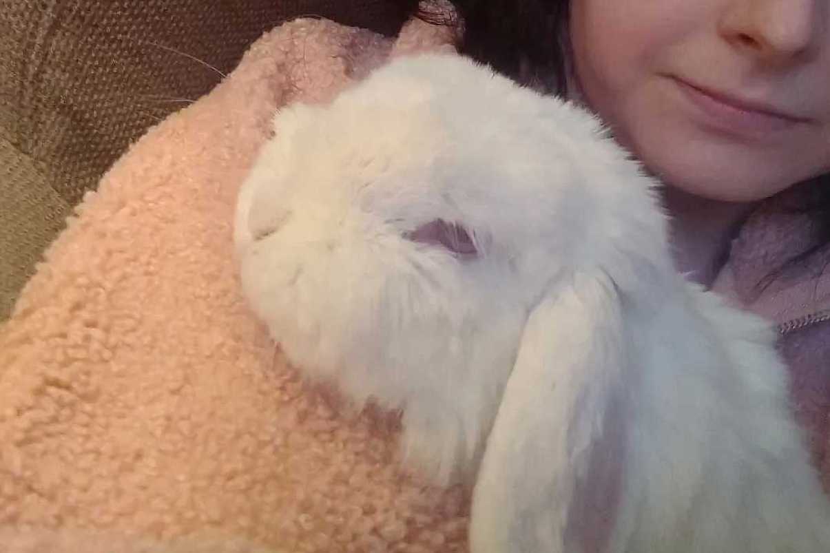 holland lop rabbits