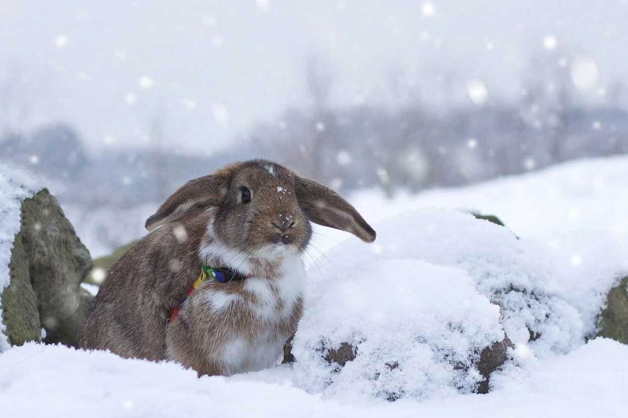 how cold can rabbits tolerate