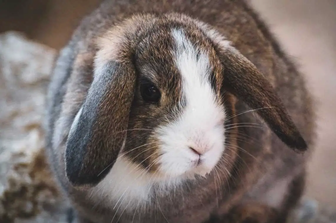 how long can a bunny go without water