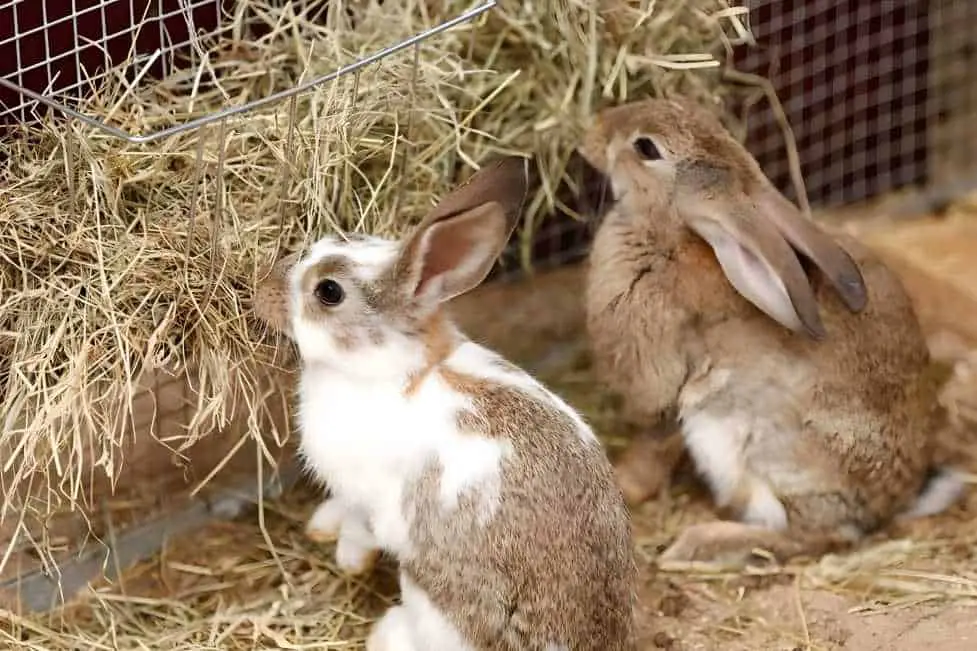 how long can a rabbit live without food or water