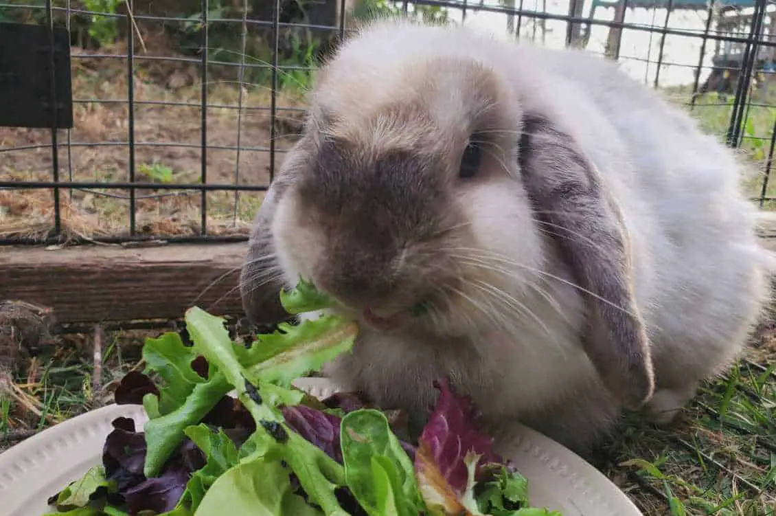 how long can baby rabbits go without food