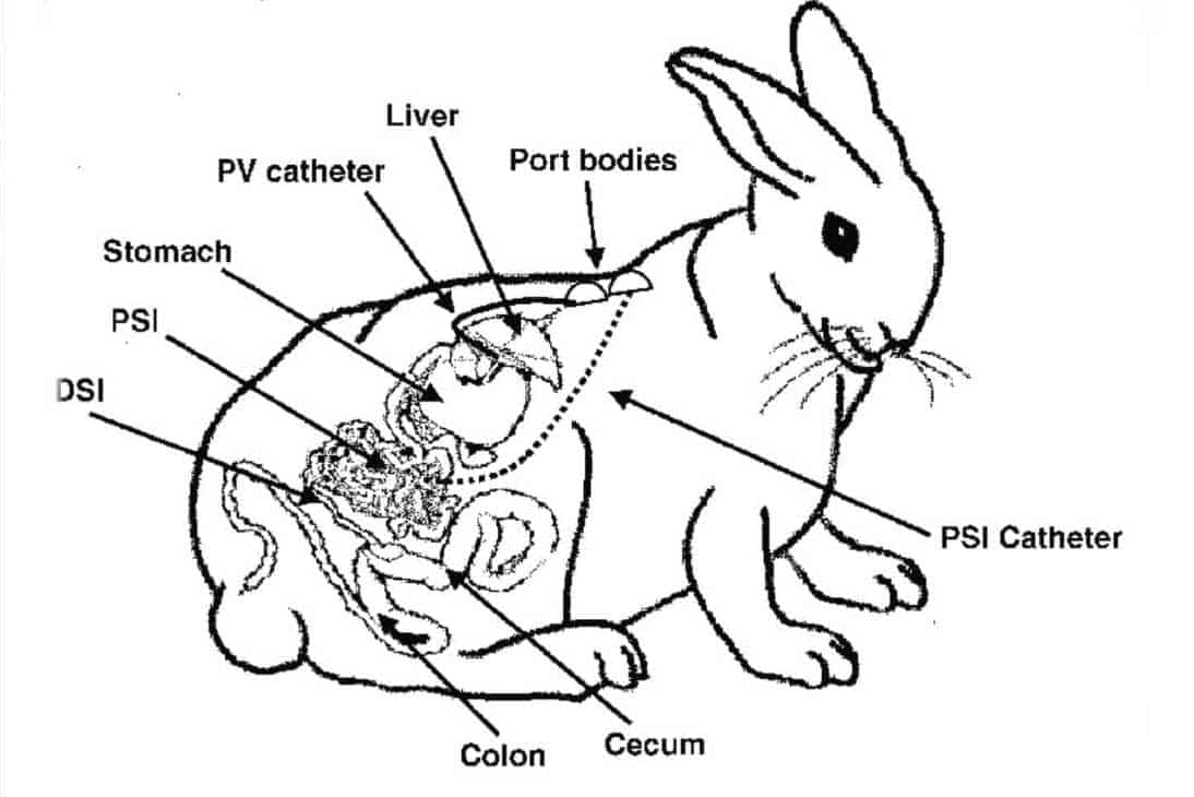 how many stomachs does a rabbit have