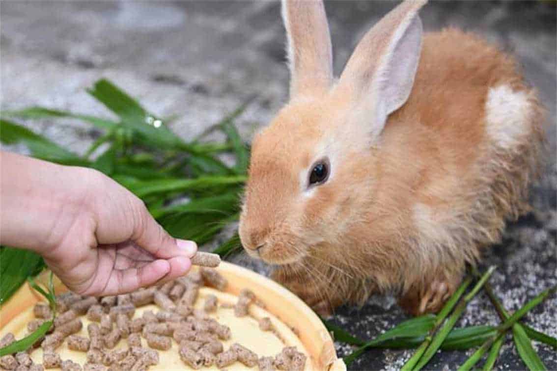 how many times a day should i feed my rabbit