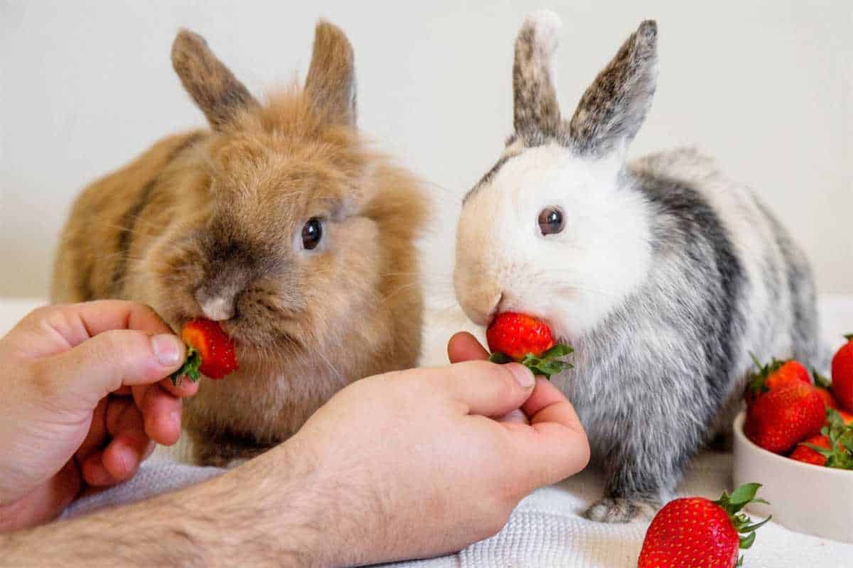 how often do bunnies eat