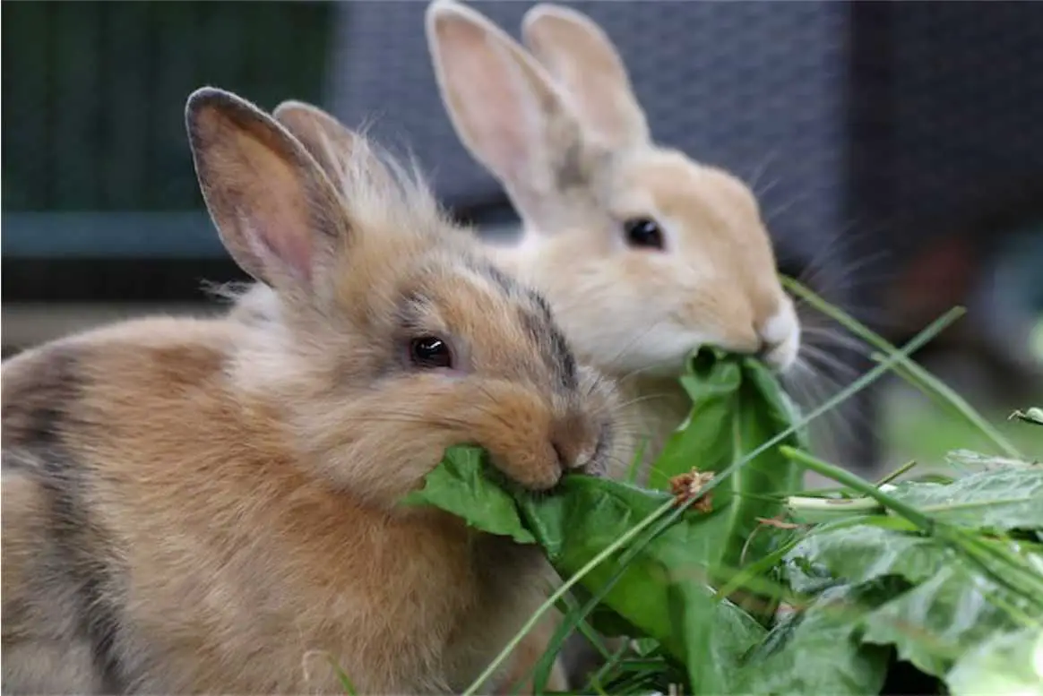 how often do you feed a rabbit