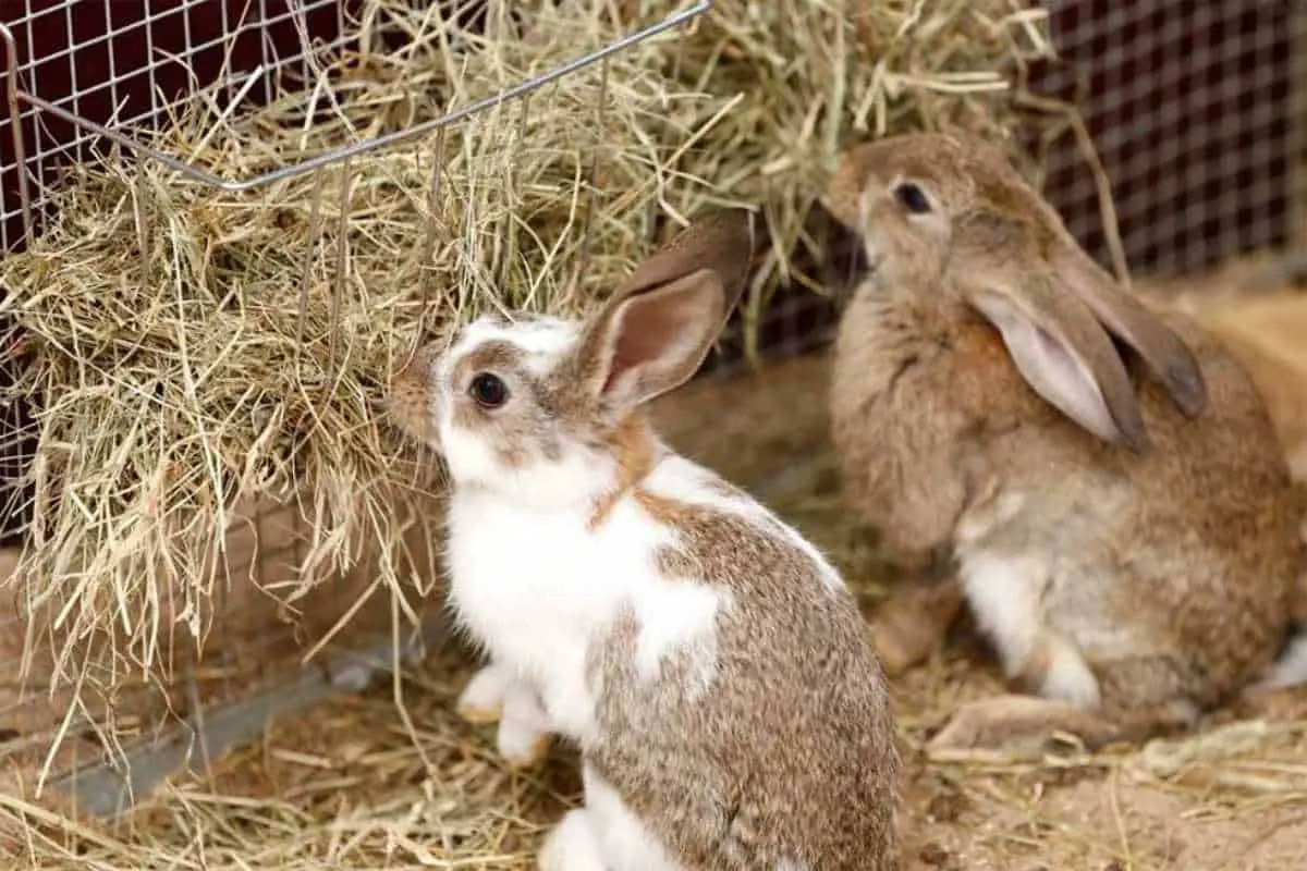 how often should you feed a rabbit