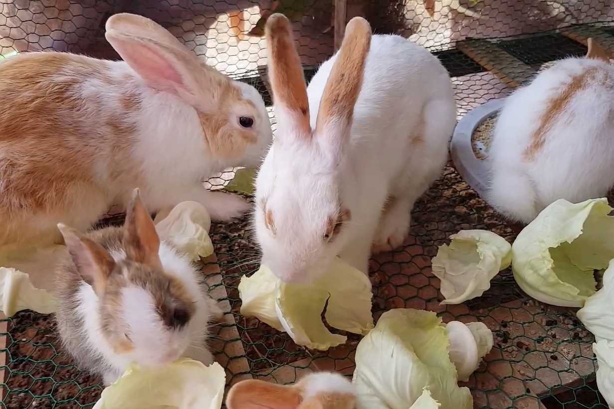 how old do baby bunnies have to be before handling