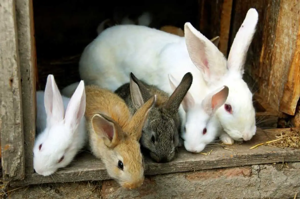 how old do baby rabbits have to be to leave their mom