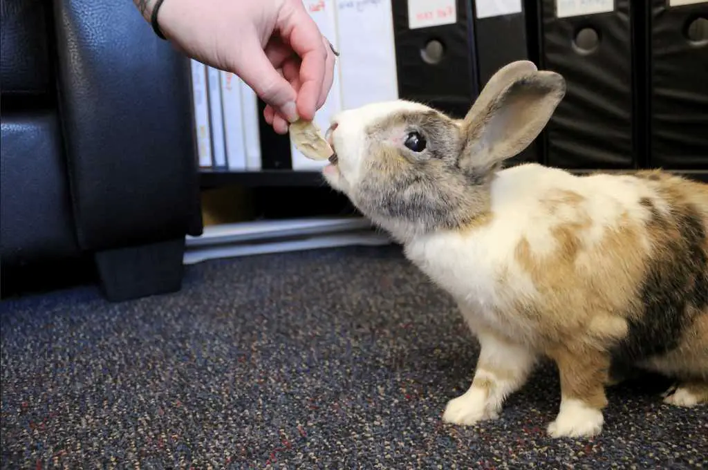 how smart are bunnies