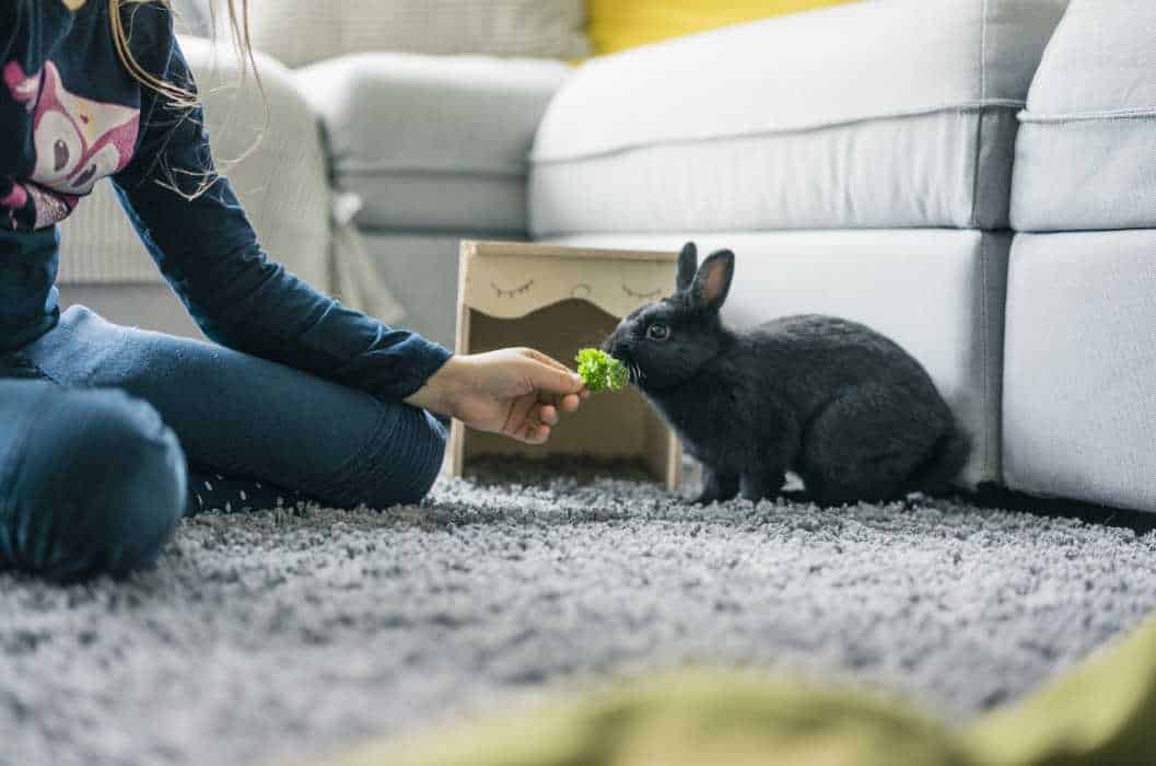 how smart is a rabbit