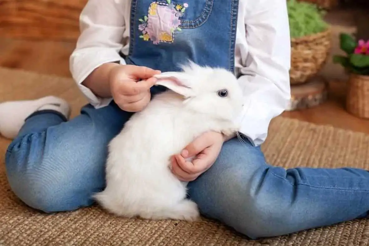 how to bond with your rabbit