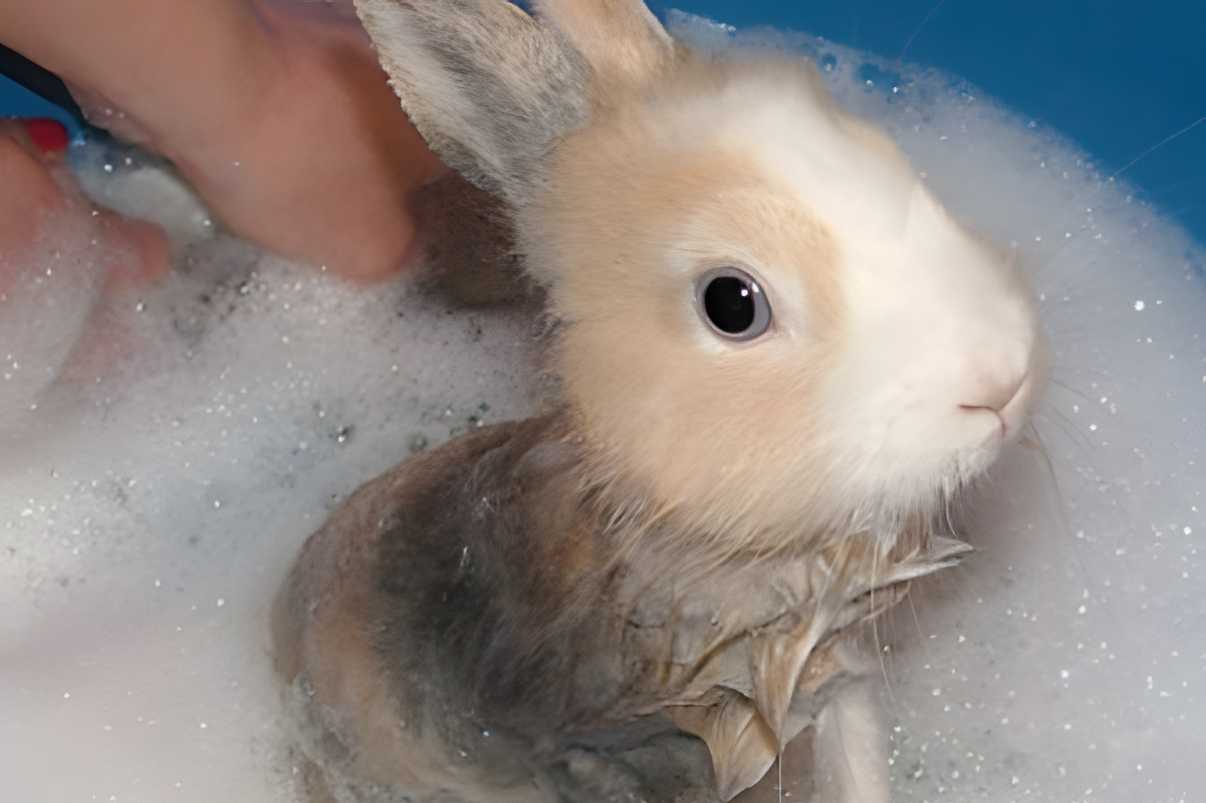 how to clean rabbit fur